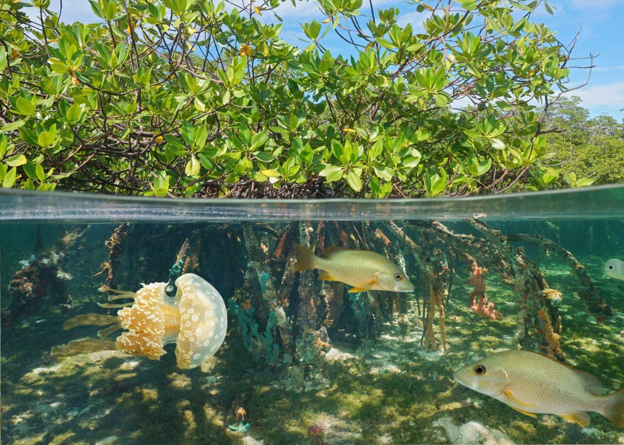 Mangroves | Unite for the Sea