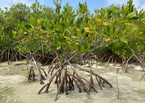 Mangroves | Unite for the Sea